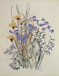 春の花、19世紀